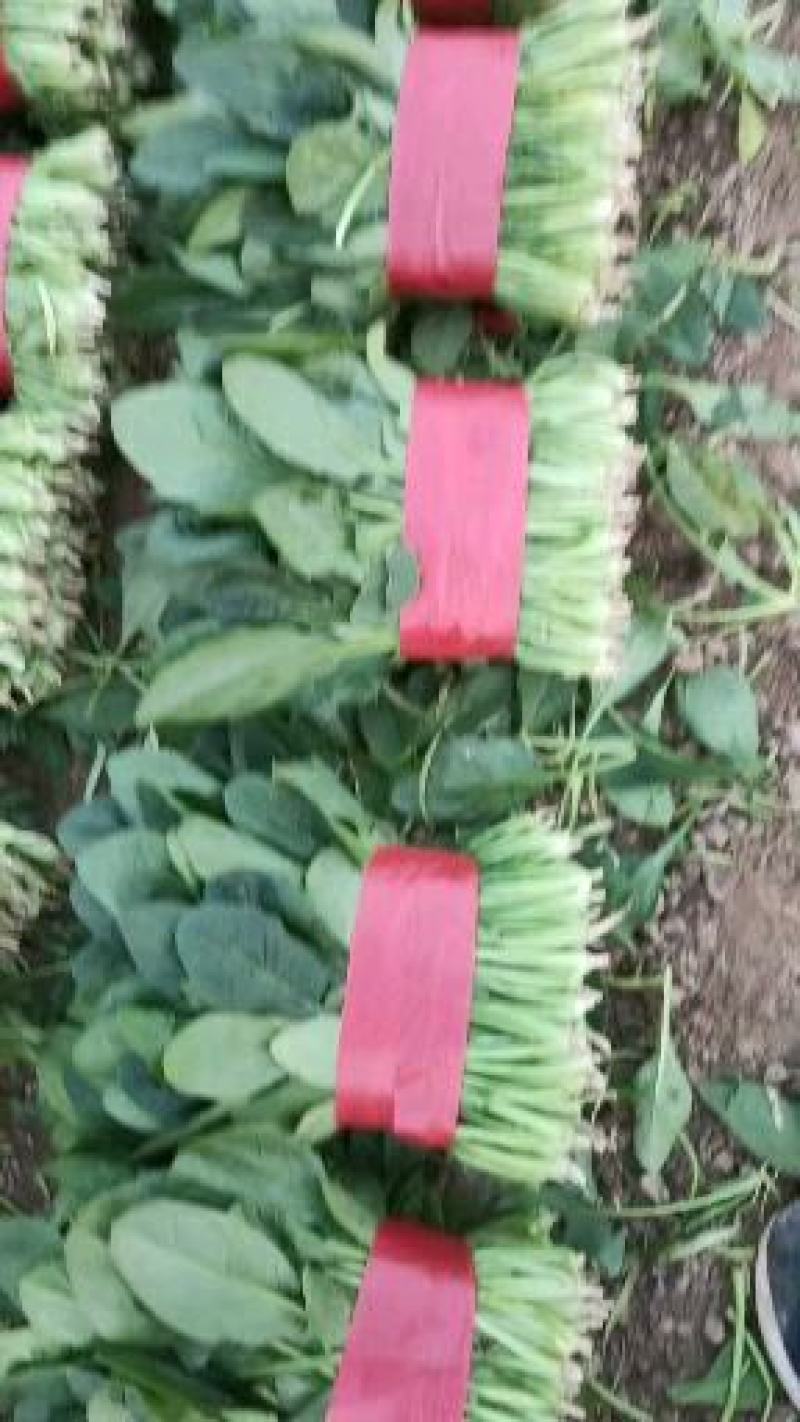 山东金乡大叶菠菜大量供应产地直发一手货源批发品质保证！！