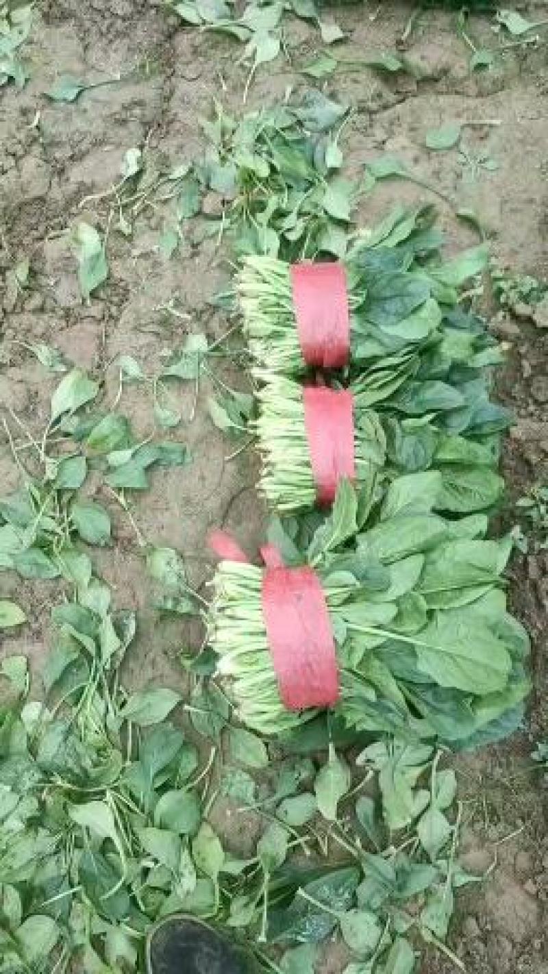 山东金乡大叶菠菜大量供应产地直发一手货源批发品质保证！！
