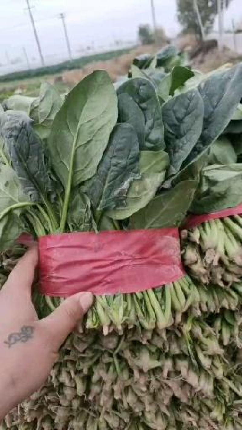 山东金乡大叶菠菜大量供应产地直发一手货源批发品质保证！！