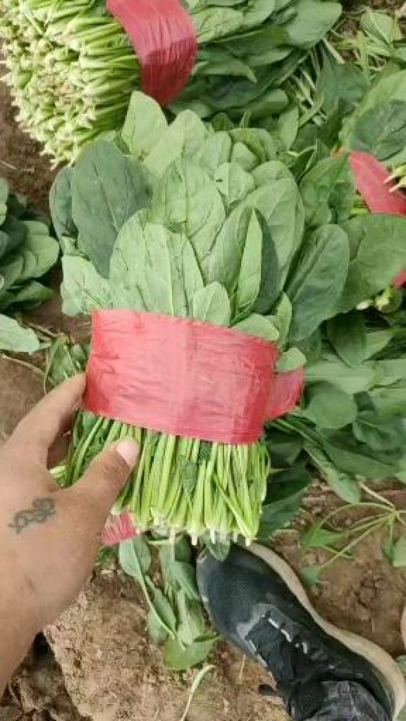 山东金乡大叶菠菜大量供应产地直发一手货源批发品质保证！！