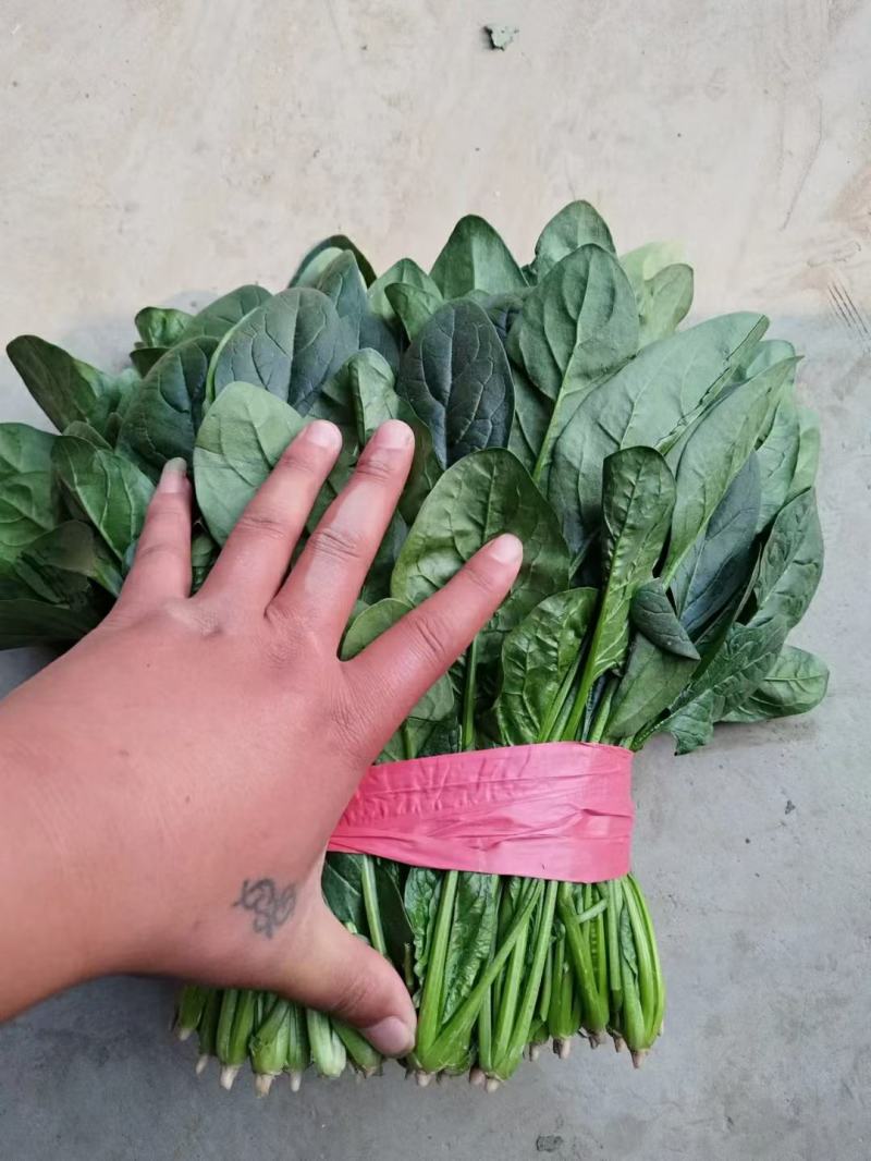 山东金乡大叶菠菜大量供应产地直发一手货源批发品质保证！！