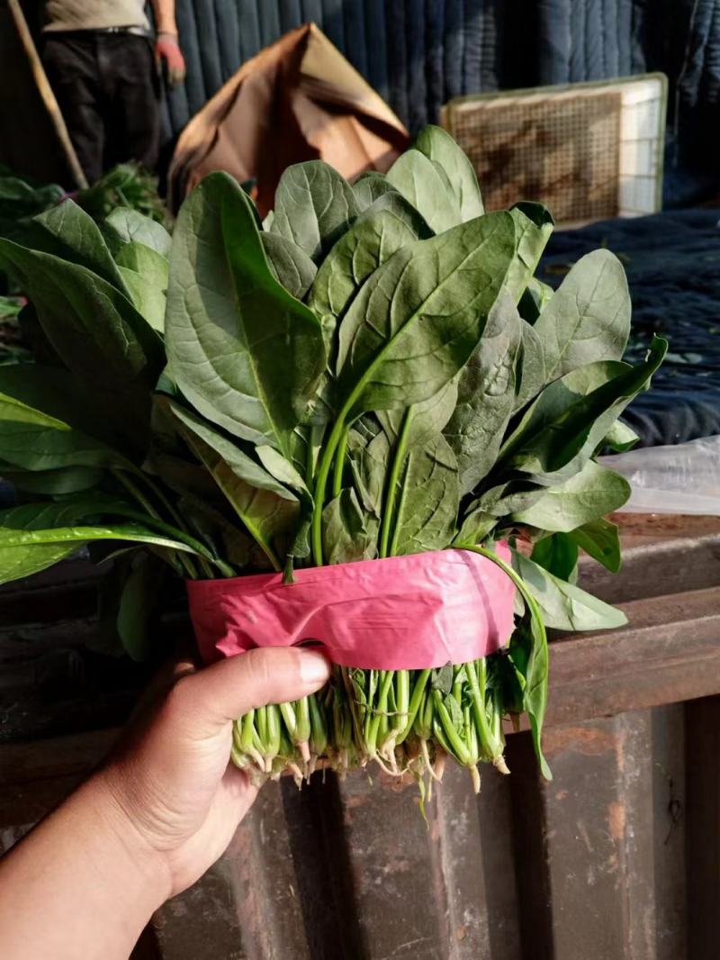 山东金乡大叶菠菜大量供应产地直发一手货源批发品质保证！！