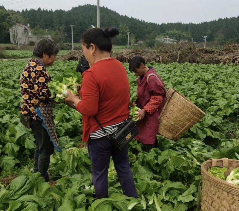 自己的基地直供，专业种植儿菜多年，菜的品相好，需要的老板
