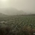 自己的基地直供，专业种植儿菜多年，菜的品相好，需要的老板