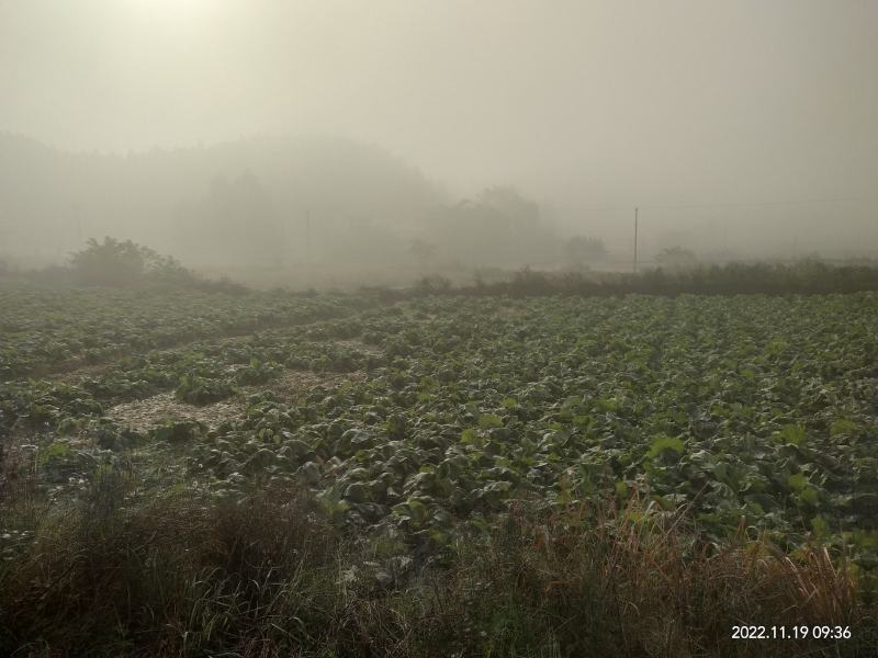 自己的基地直供，专业种植儿菜多年，菜的品相好，需要的老板