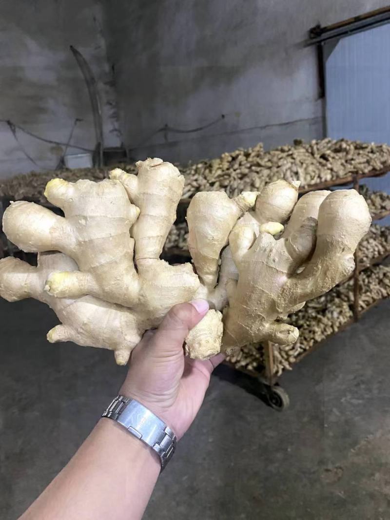 山东生姜精品大黄姜产地供应代发全国商超电商对接