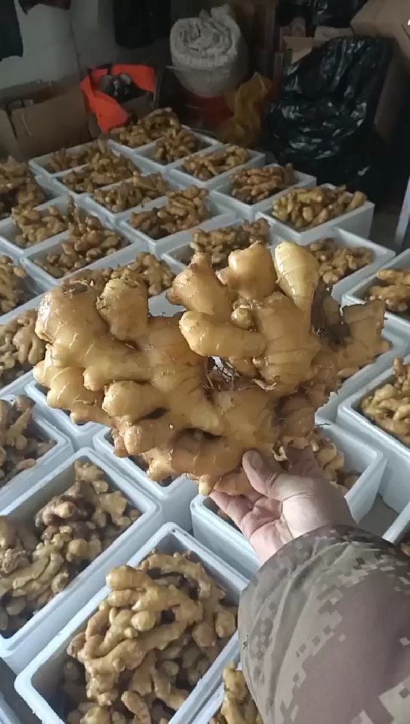 山东生姜精品大黄姜产地供应代发全国商超电商对接