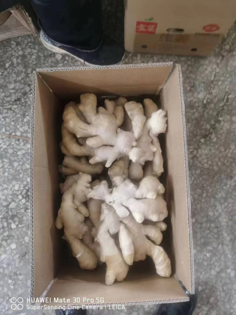 山东生姜精品大黄姜产地供应代发全国商超电商对接