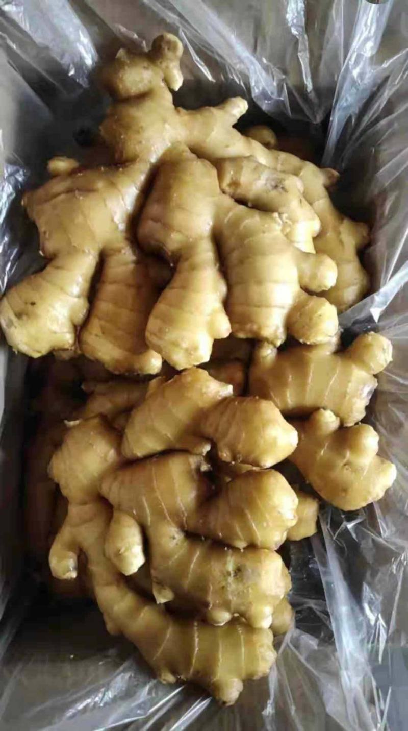 山东生姜精品大黄姜产地供应代发全国商超电商对接