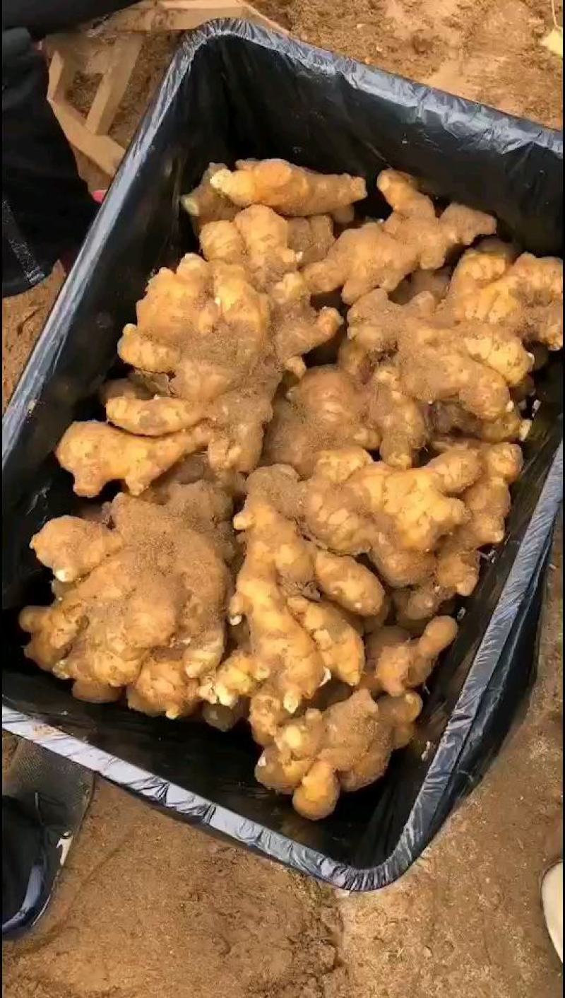 山东生姜精品大黄姜产地供应代发全国商超电商对接