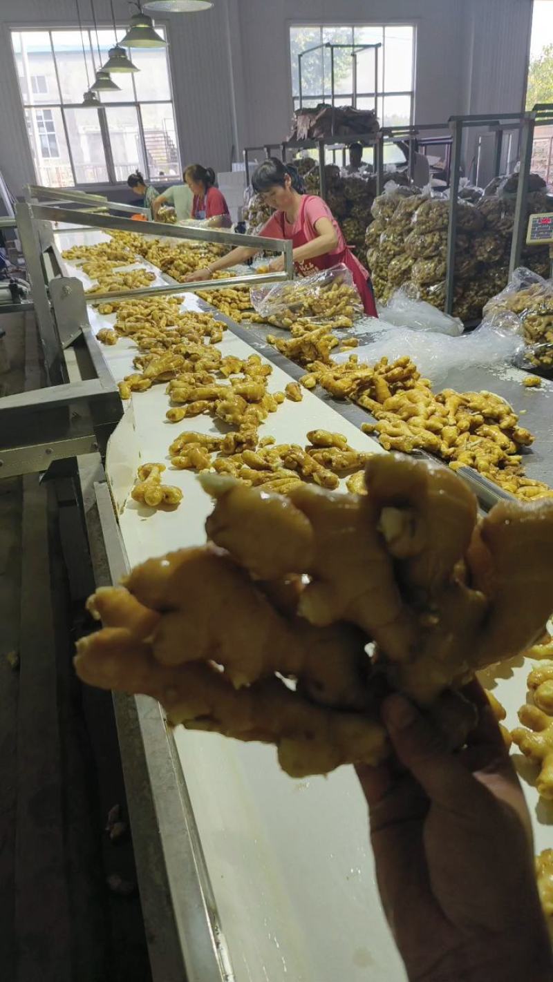 山东生姜精品大黄姜产地供应代发全国商超电商对接
