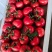 硬粉西红柿弧三以上果亮型好耐运输