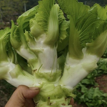 自己的基地直供，专业种植儿菜多年，菜的品相好，需要的老板