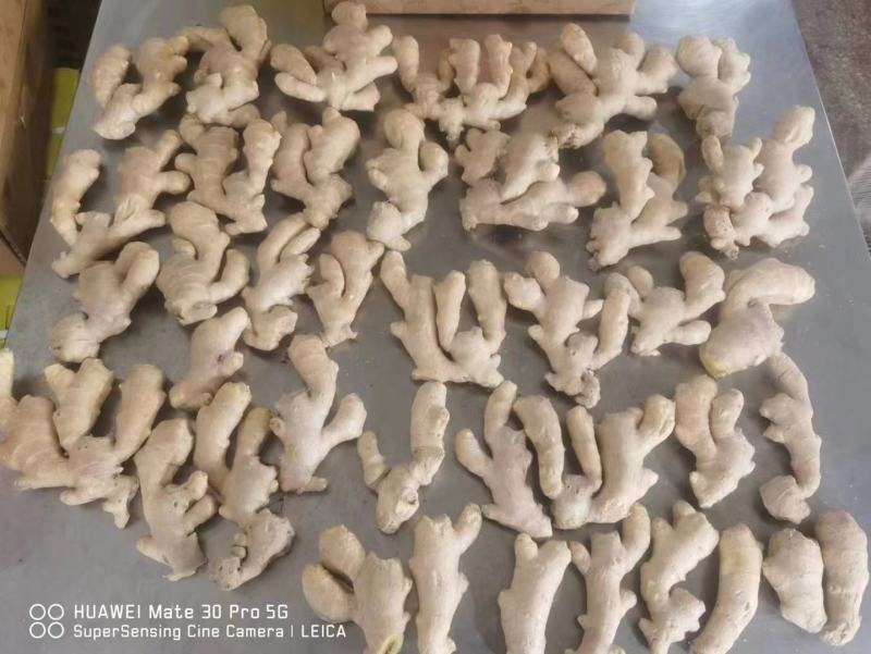 山东生姜精品大黄姜产地供应代发代存商场电商对接