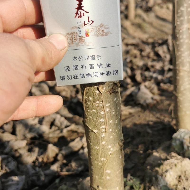 头茬107速生杨树苗，保证成活率和生长速度，欢迎实地考察