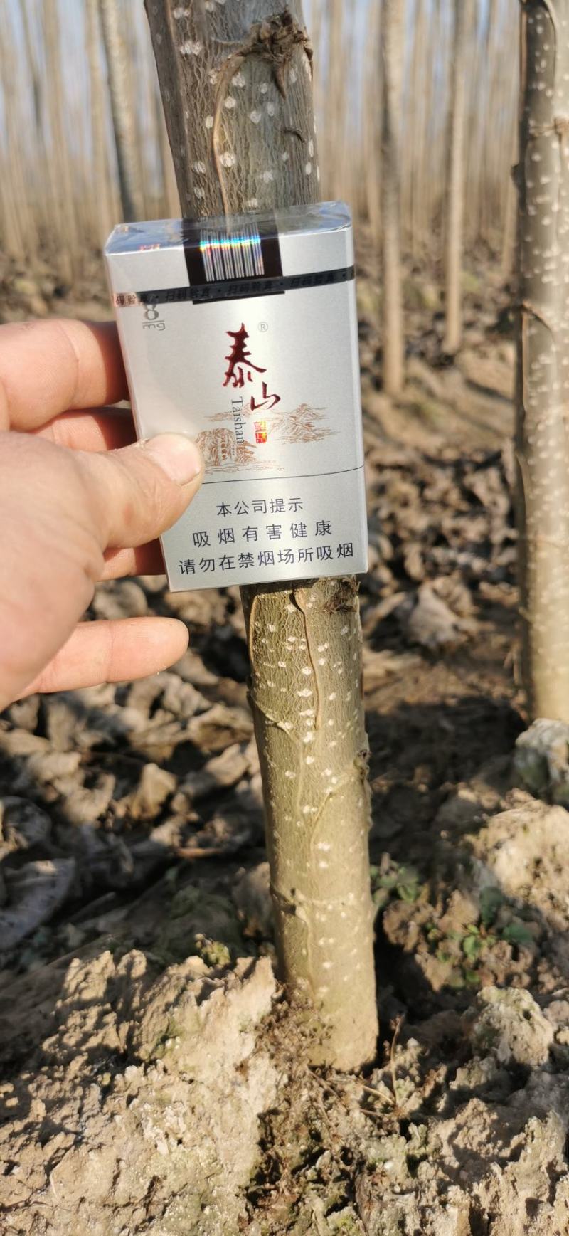 头茬107速生杨树苗，保证成活率和生长速度，欢迎实地考察