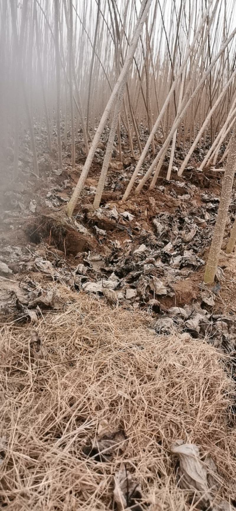 头茬107速生杨树苗，保证成活率和生长速度，欢迎实地考察