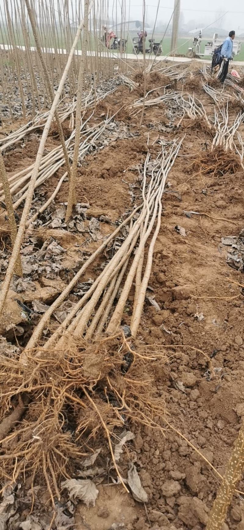 头茬107速生杨树苗，保证成活率和生长速度，欢迎实地考察