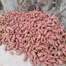 陕西汉中洋县高山红薯大量有货，