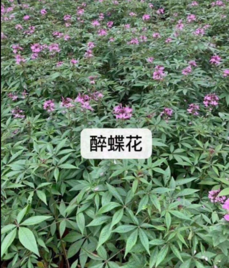 醉蝶花