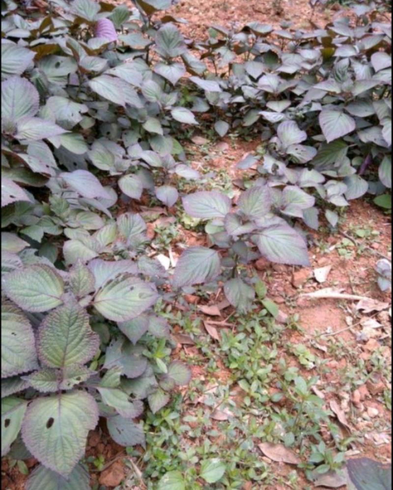 紫苏苗