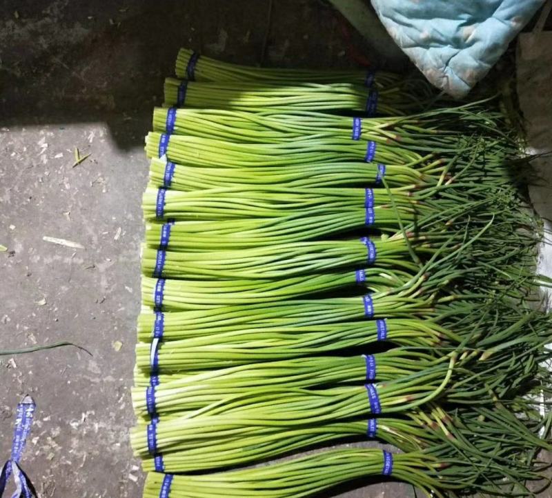 山东金乡蒜薹产地直发一手货源批发品质保证价格美丽欢迎合作