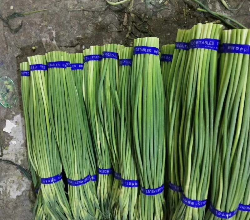 山东金乡蒜薹产地直发一手货源批发品质保证价格美丽欢迎合作
