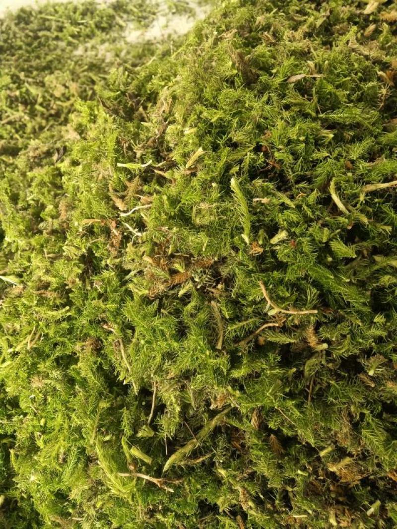 需要伸筋草的可以联系，货源非常充足，随时有货