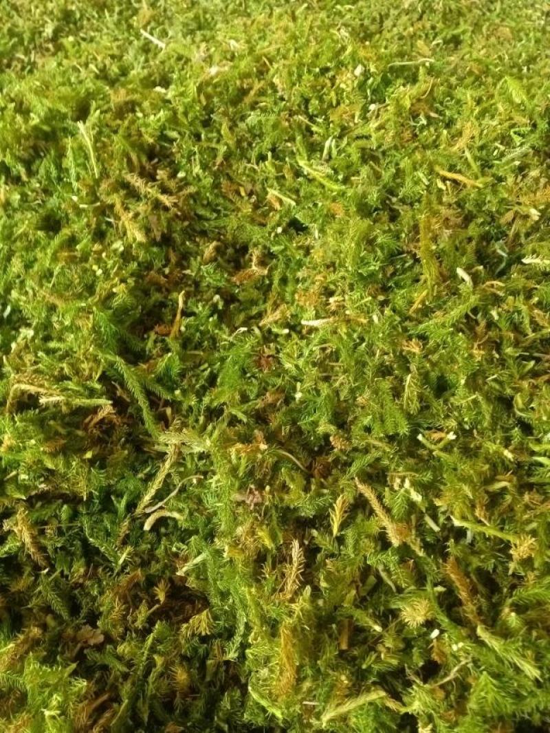 需要伸筋草的可以联系，货源非常充足，随时有货