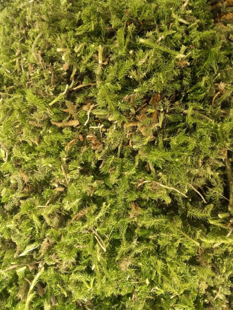 需要伸筋草的可以联系，货源非常充足，随时有货