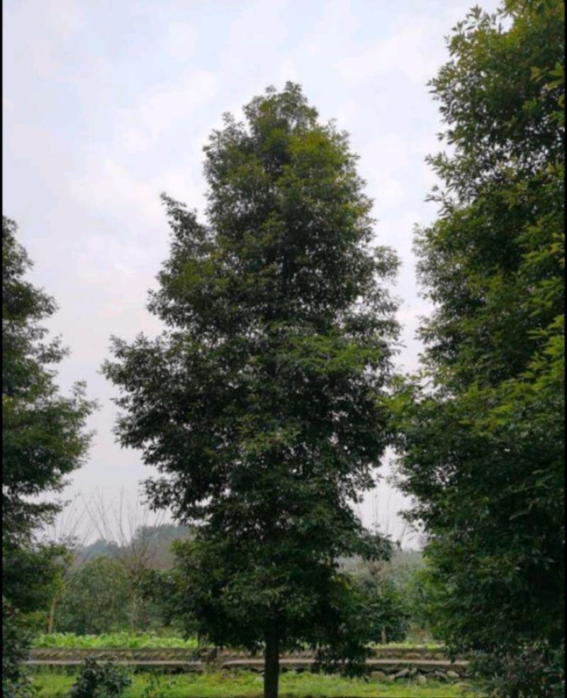 桢楠树