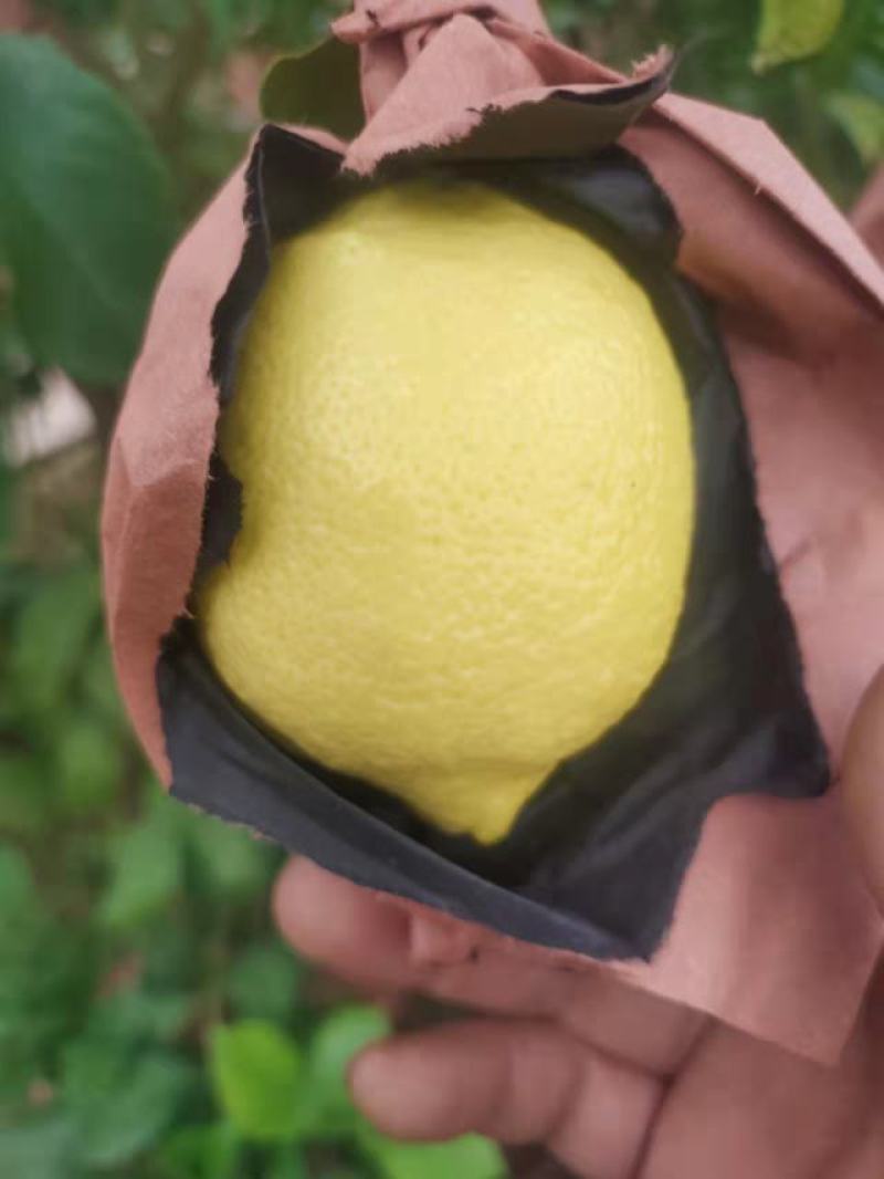 优力克柠檬，精品柠檬产地直销可以大量发货，对接全国市场。