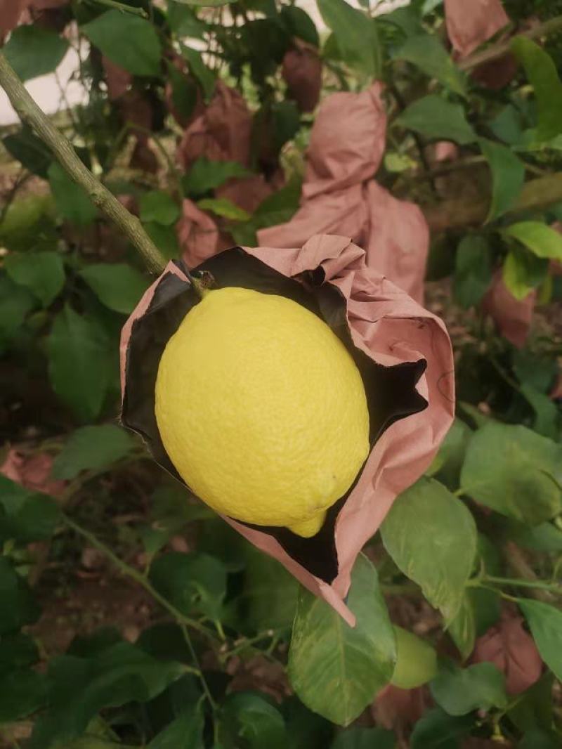 优力克柠檬，精品柠檬产地直销可以大量发货，对接全国市场。