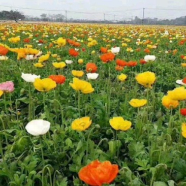 虞美人花