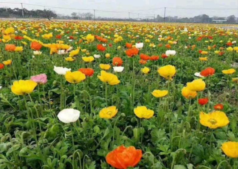 虞美人花