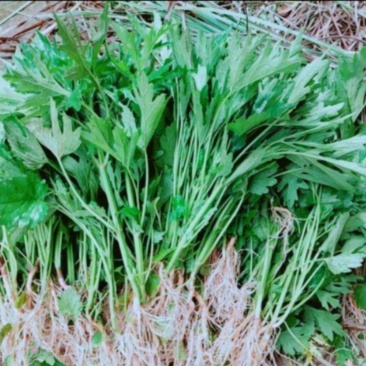益母草苗