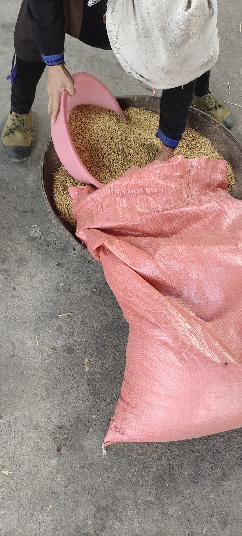 白糯米是贵州大山里山泉水来种植的。