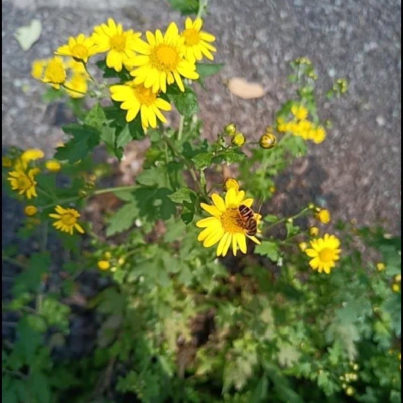 野菊花苗