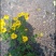 野菊花苗