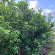 杨梅苗