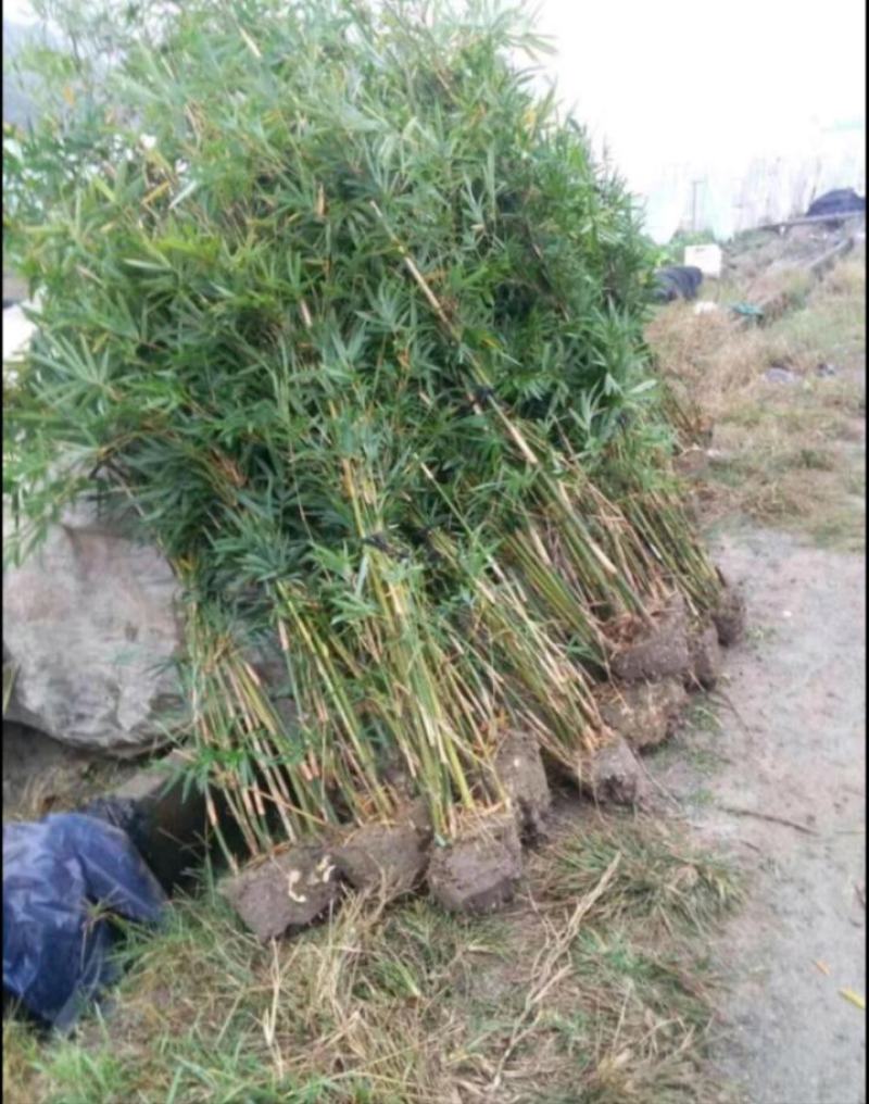 孝顺竹