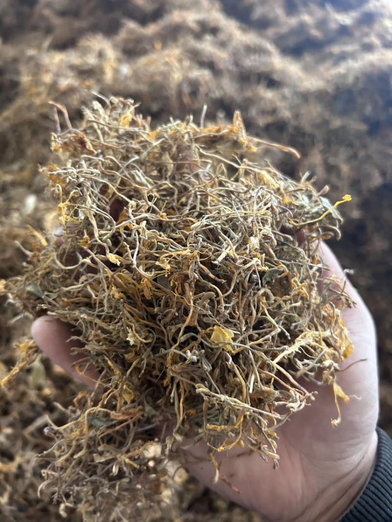 贵州野生金银花