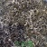 大白毫茉莉花茶广西横州市浓香型茉莉花茶产地