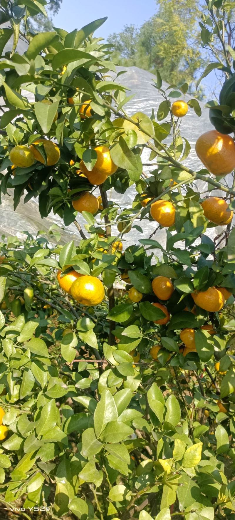 广西桂林永福富晒砂糖橘，，，糖都达到1315皮薄又嫩