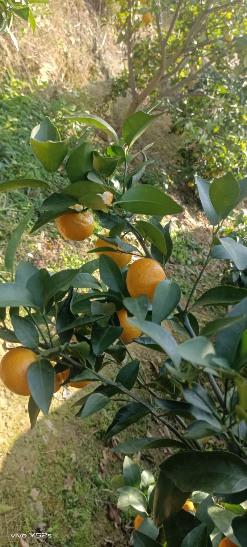 广西桂林永福富晒砂糖橘，，，糖都达到1315皮薄又嫩