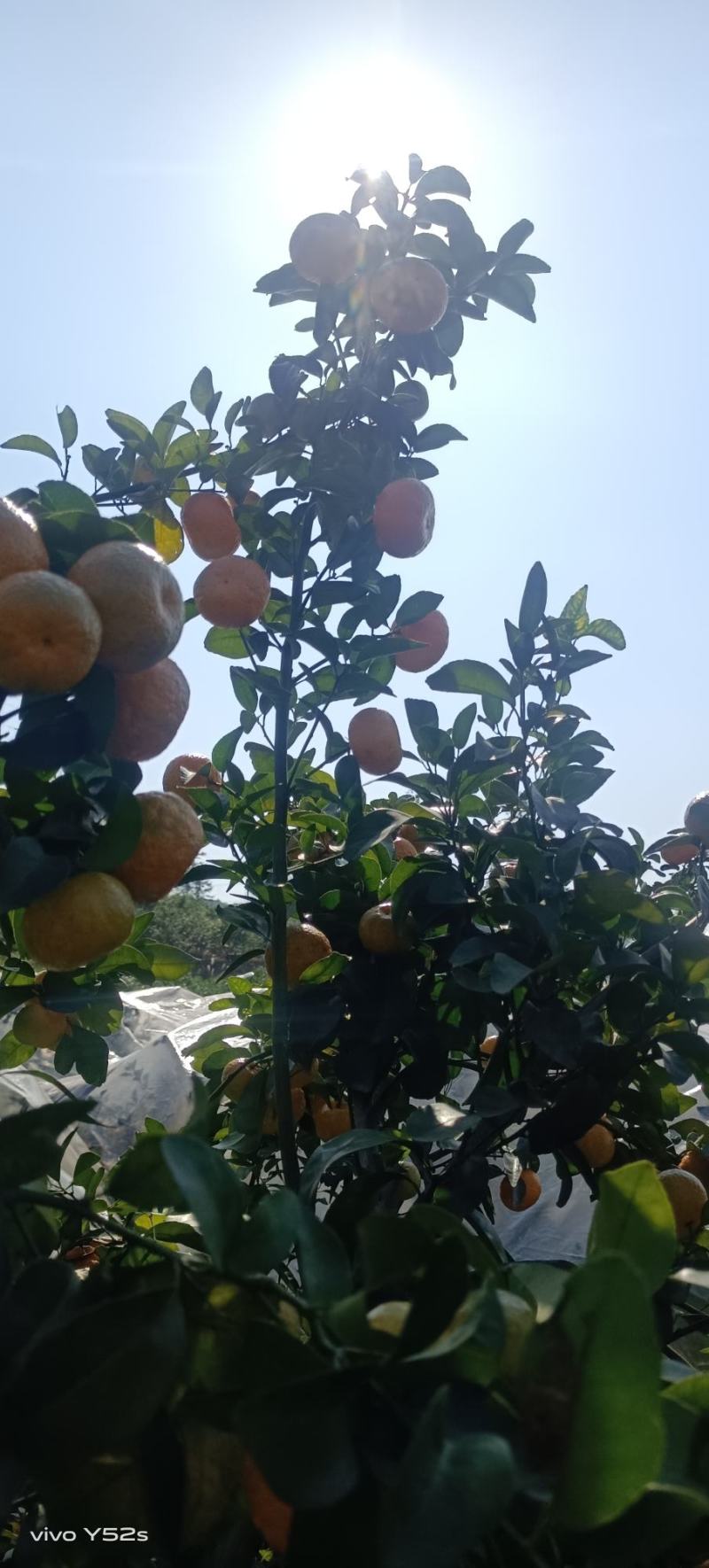 广西桂林永福富晒砂糖橘，，，糖都达到1315皮薄又嫩