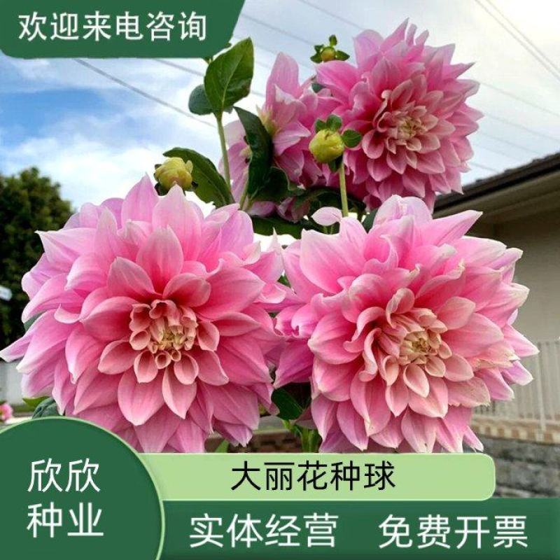 进口重瓣大丽花种球多年生大菊花地瓜花阳台庭院四季牛奶咖啡