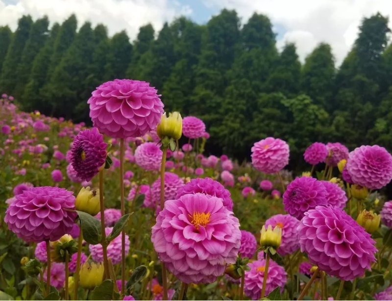 进口重瓣大丽花种球多年生大菊花地瓜花阳台庭院四季牛奶咖啡