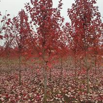 美国红枫红冠苗枫树苗3-4公分清地处理