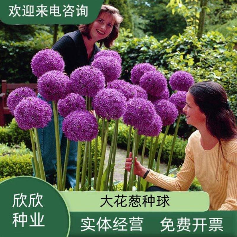大花葱种球荷兰进口耐寒花卉盆栽植物庭院地栽大葱花球根四季